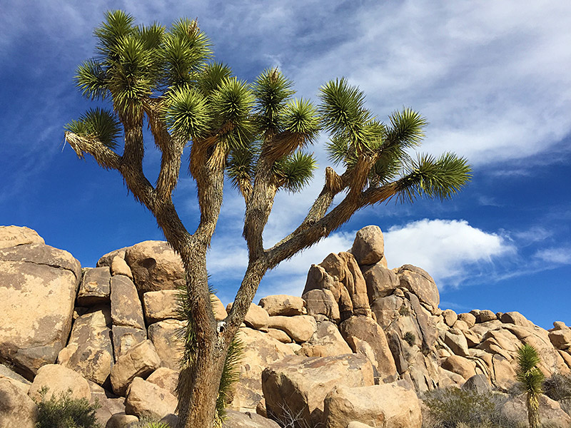 Joshua Tree